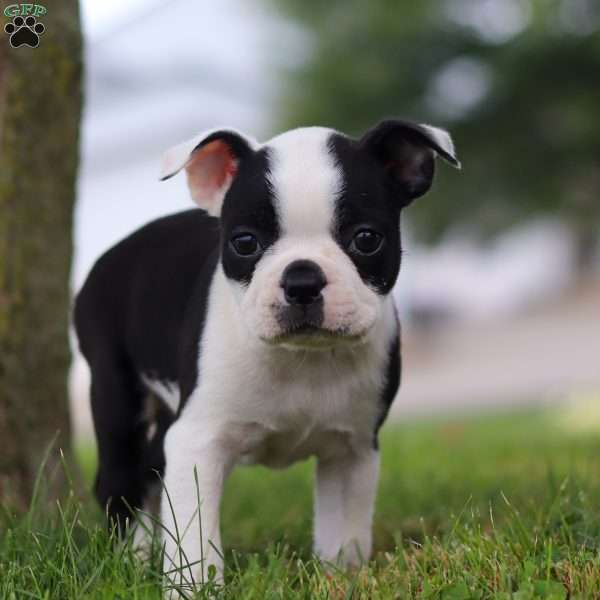 Serena, Boston Terrier Puppy